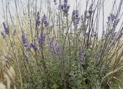 Nepeta curviflora