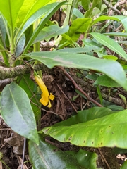 Scaevola glabra