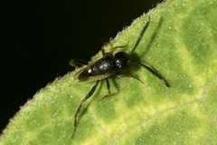 Brachygaster minuta