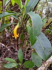 Scaevola glabra