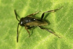 Brachygaster minuta