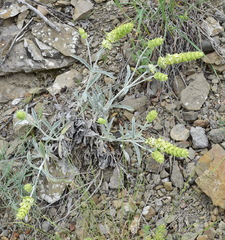 Sideritis catillaris