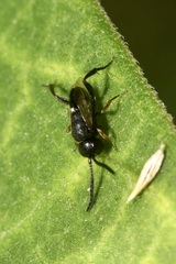 Brachygaster minuta