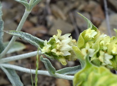 Sideritis catillaris