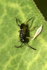 Brachygaster minuta