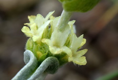 Sideritis catillaris