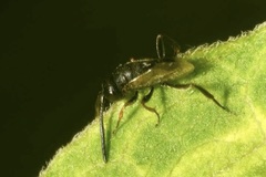 Brachygaster minuta
