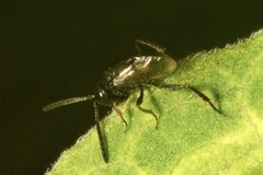 Brachygaster minuta