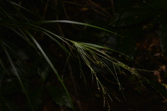 Exocarya sclerioides