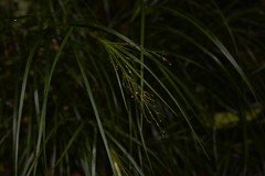 Exocarya sclerioides