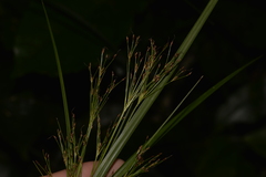 Exocarya sclerioides