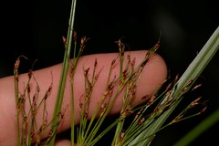 Exocarya sclerioides