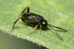 Brachygaster minuta