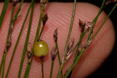 Exocarya sclerioides