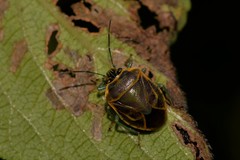 Antestiopsis cederwaldi