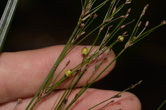 Exocarya sclerioides