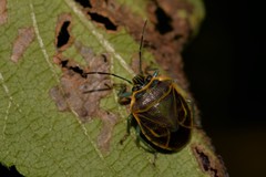 Antestiopsis cederwaldi