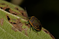 Antestiopsis cederwaldi