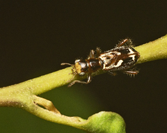Lemidia cicatricosa