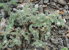 Astragalus setosulus