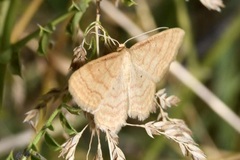 Idaea rufaria