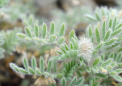 Astragalus setosulus