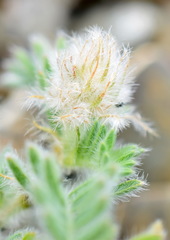 Astragalus setosulus