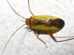 Adelphocoris suturalis