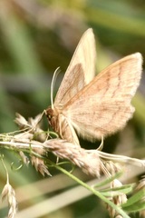 Idaea rufaria