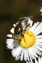Eristalinus aeneus
