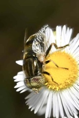 Eristalinus aeneus