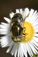 Eristalinus aeneus