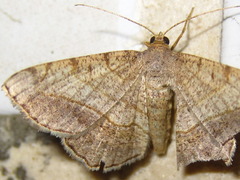 Chiasmia hebesata