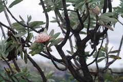 Protea caffra caffra