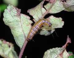 Acronicta strigosa