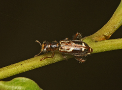 Lemidia cicatricosa