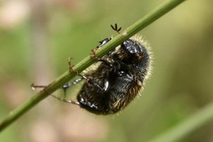 Omaloplia nigromarginata