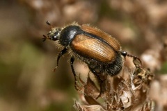 Omaloplia nigromarginata