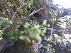 Valeriana clematitis