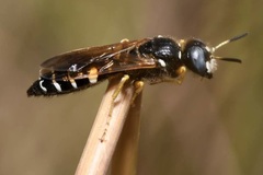 Philanthus coronatus