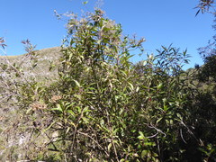 Valeriana clematitis