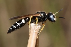 Philanthus coronatus