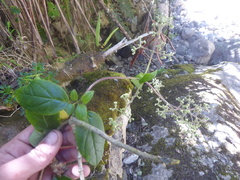 Valeriana clematitis