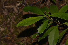 Tristaniopsis collina