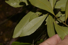 Tristaniopsis collina