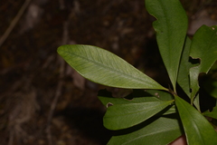 Tristaniopsis collina