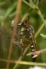 Dasypogon diadema