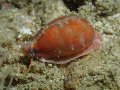 Palmadusta saulae