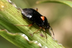 Deraeocoris ventralis