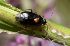 Deraeocoris ventralis